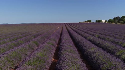 Aerial View Flying Over Endless Lavender Fields in Provence