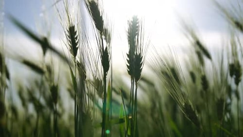 Weizenfeld bei Sonnenuntergang Grüne Weizensprossen auf einem Feld in den Sonnenstrahlen des Sonnenuntergangs mit jungen Trieben im Frühling