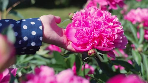 Hand gently touches a vibrant pink peony