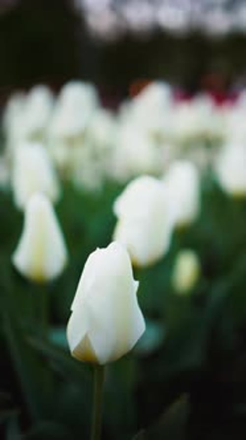 White Flowers Blooming in Garden Beautiful Flower Display
