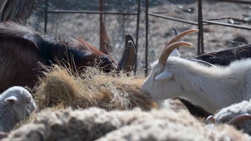 Nahaufnahme von Ziegen, die sich auf einer Farm im Freien von Heu ernähren