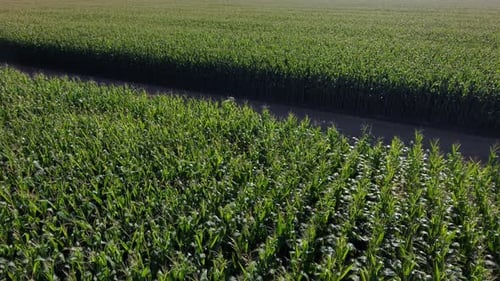 Cyclist Rides Through Rural Cornfields on Sunny Day