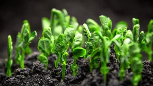 Green Seedlings Growing in Soil Close Up