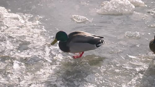 Male And Female Mallards On The Ice At The Frozen Duck Pond - Close up