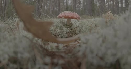 Fly Agaric Mushroom Growing in a Forest Setting