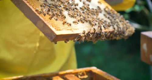 Bees Populate Honeycomb Frame in Beehive