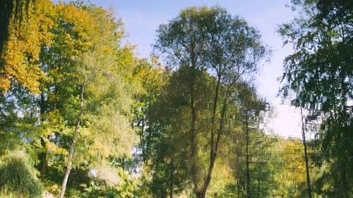 Spiegelung von Herbstbäumen im Wasser eines Teiches.