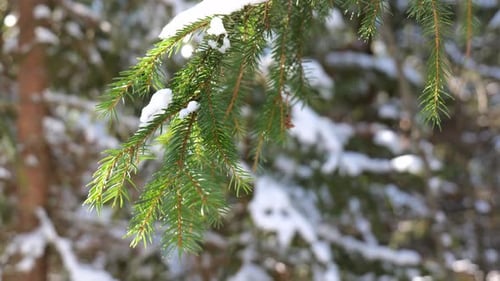 Close up of snowy fir tree branch at winter forest.