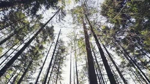 Arbres lumineux dans les bois sous le ciel bleu