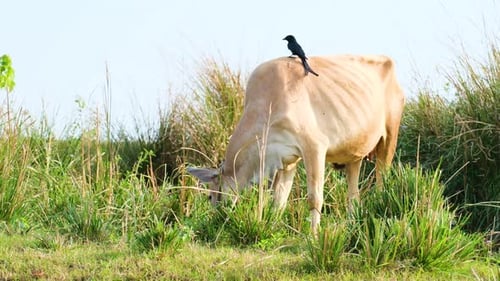 Cow Grazing Peacefully with Bird on Back