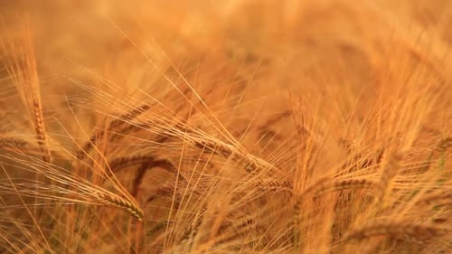 Ripe Barley on the Field