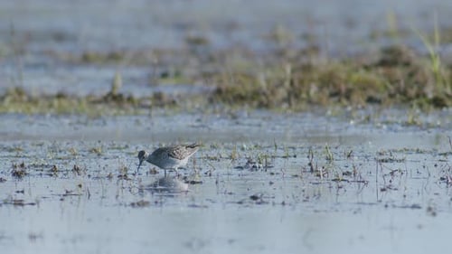 Common greenshank feeding in wetlands flooded meadow during spring migration