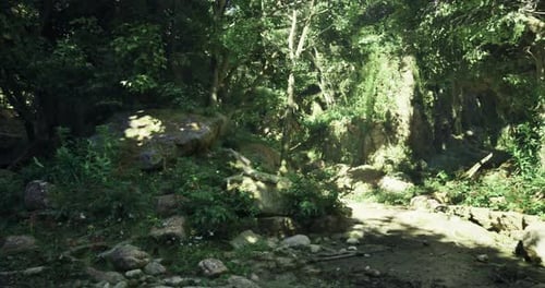 Lush Forest Landscape Bathed in Sunlight with Vibrant Greenery and Rocks
