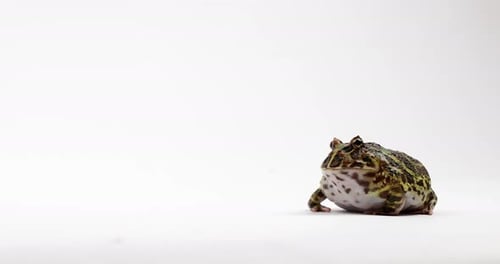 African Ornate Horned Frog isolated on white background - panning shot