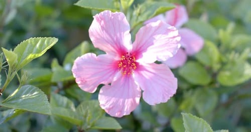 Close up of pink flowers with green leaves on sunny day, slow motion