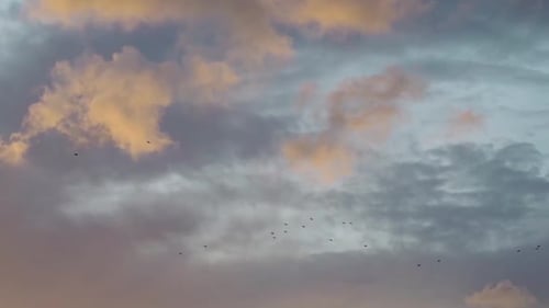 Group of distant birds flying in a sunset full of beautiful clouds over the city. Camera follows the