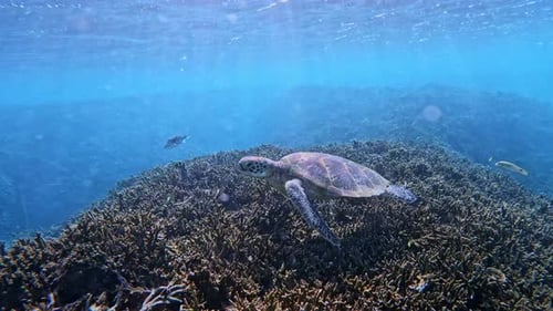 Green Sea Turtle (Chelonia Mydas) Swimming In Shallow Ocean Over Coral Reef. closeup, underwater