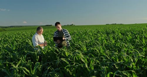 Farmers Examining Corn Crops With Tablet in Field