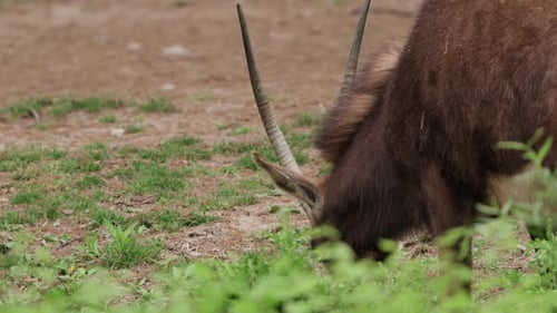 Roan Antelope Grazing In The Zoo. - closeup shot