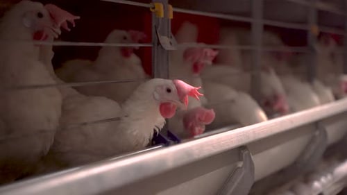 Hens in cages industrial farm 4K
