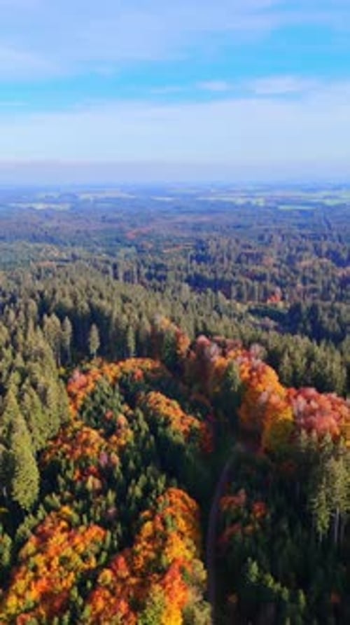 Colored trees surrounded by evergreen pine tree forests. Flying above the beautiful woods in autumn