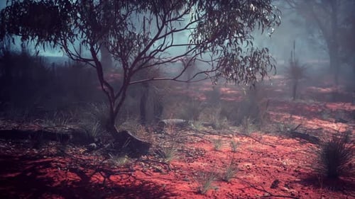 Atmospheric Australian Bushland with Red Earth and Hazy Fog