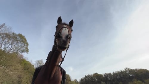 Close-up portrait of white and brown horse with bridle, reins and person on horseback. Low angle