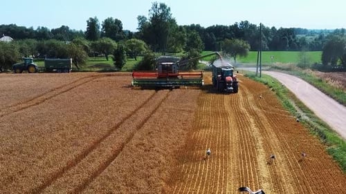 Drone Shot Flying Over Combine Harvesters Working on Wheat Field. Food Industry Concept.