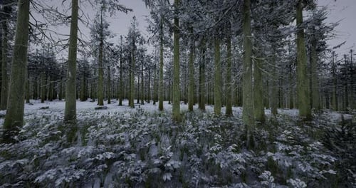 Snow Covered Forest Landscape with Tall Trees During Winter Season