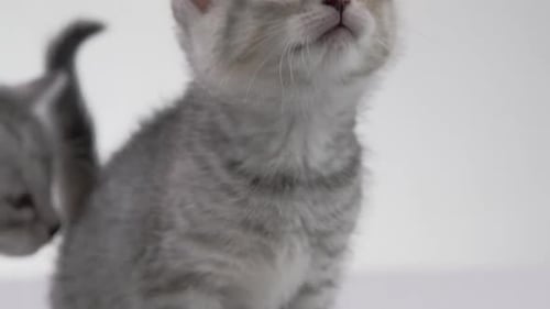 _Fondo blanco -Adorables gatitos bebés sobre fondo blanco -X054 C009 04063U 001 7_