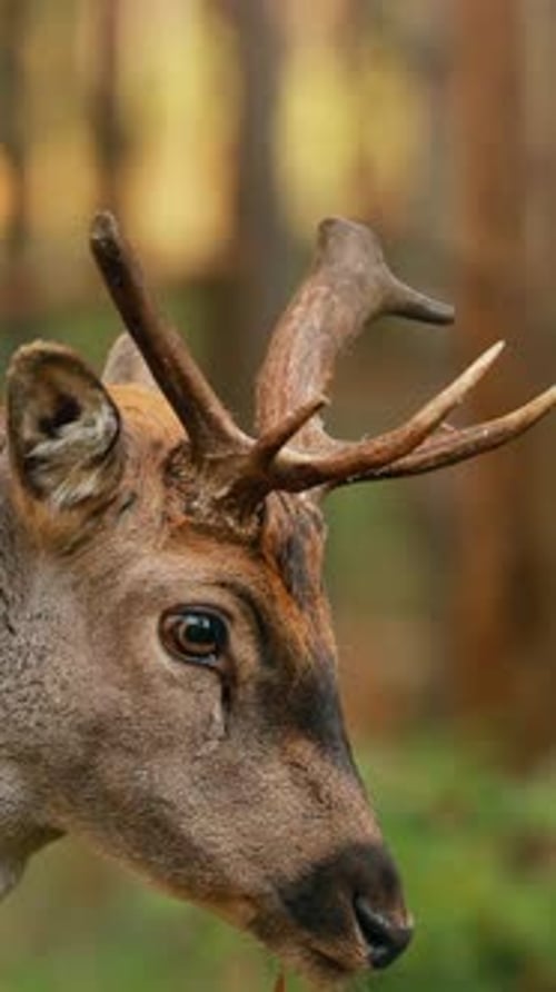 Deer with Antlers Standing in a Forested Area