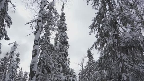 Wunderschöne Winterlandschaft mit Weihnachtsbäumen an bewölktem Tag. Fahrt durch den Winterwald