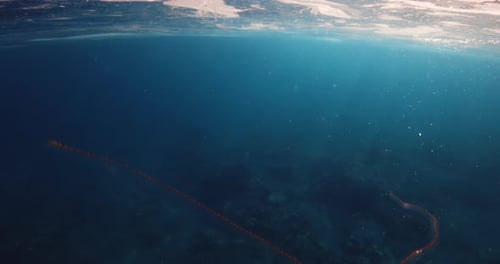 Underwater Aquatic Organisms in Tropical Sea Sea Life
