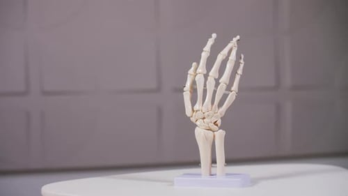 Human Hand Skeleton Model Rotating On Display