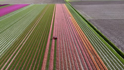 Aerial View: Topping Pink Tulips in the Flower Fields.