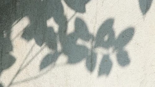 Art of Shadows Leaves Moving on a Textured White Wall