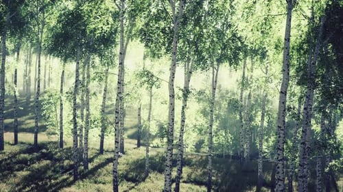 Birch Trees on the Green Grass
