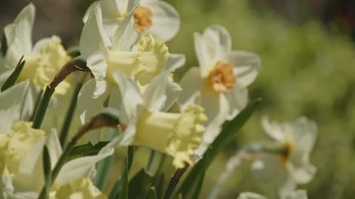 Easter Garden Beauty With Yellow Daffodils Blooming In Slow Motion Detail