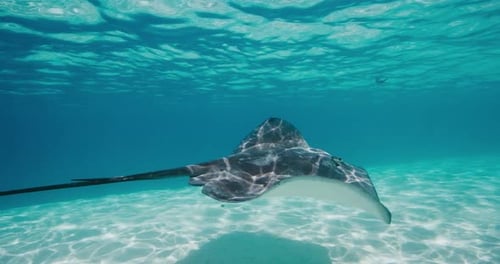 Gliding Grace Belle raie nageant au-dessus du fond sablonneux de l'océan