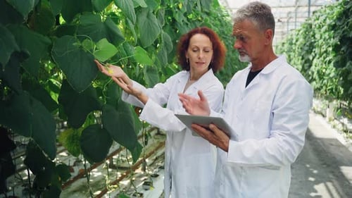 Scientific Research Discovery Science Biology Scientists are Studying Flowering Growth of Cucumber
