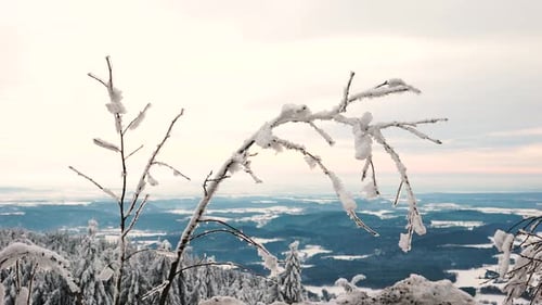 Small frozen tree branch with snow and ice layer bend down from weight