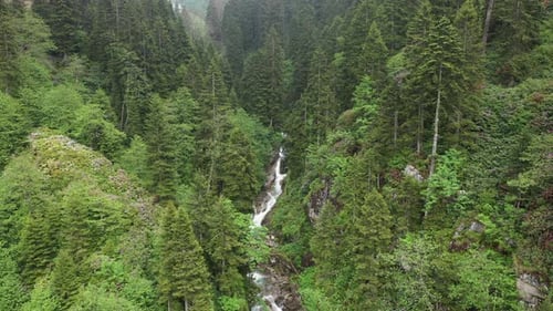 Forest Creek