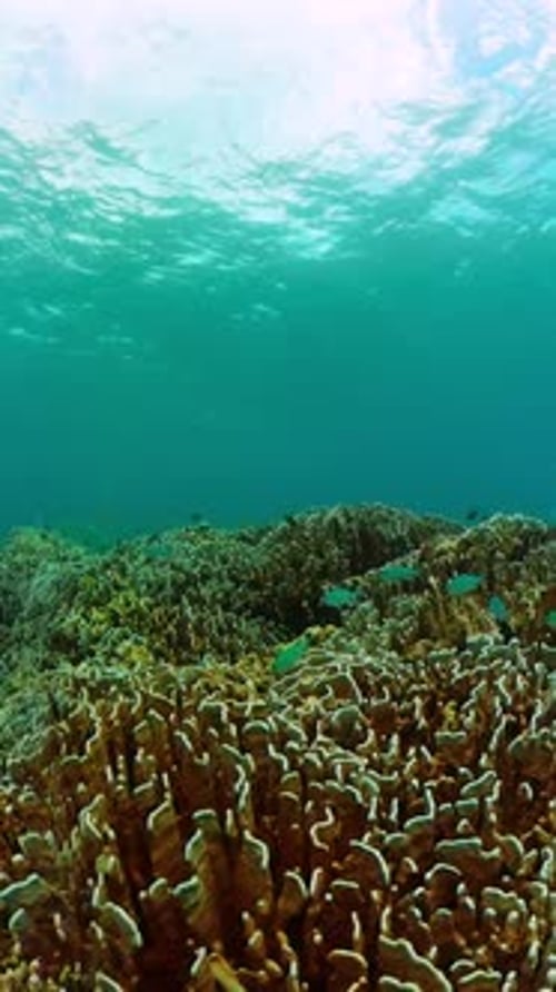 Tropical Fish Swimming Among Coral Reef