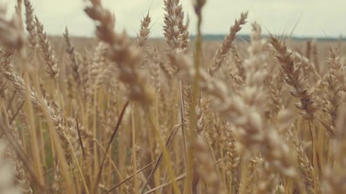 Wheat Field Sky Summer Farm