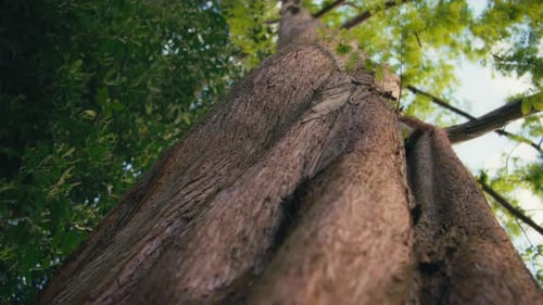 Low angle view of a massive trunk of a Douglas Fir tree in the forest
