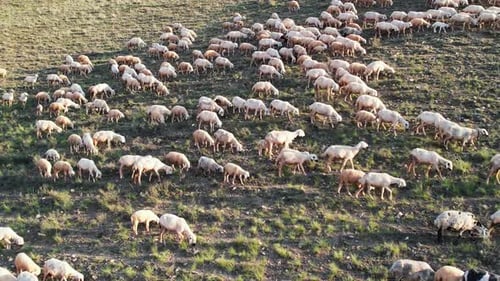 A Flock Of Sheep Grazing In A Meadow