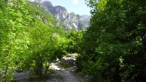 Hiking path through green lush vegetation with mountains background in Albania