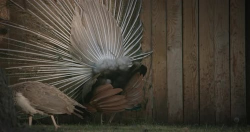Peacock Displaying Beautiful Plumage Feathers with Peahen