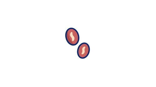 Coffeebeans Animated Icon
