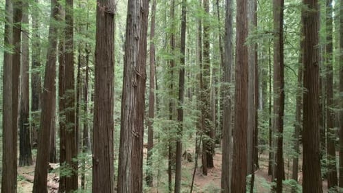 Bela floresta antiga de sequoias perto de Crescent City, Califórnia